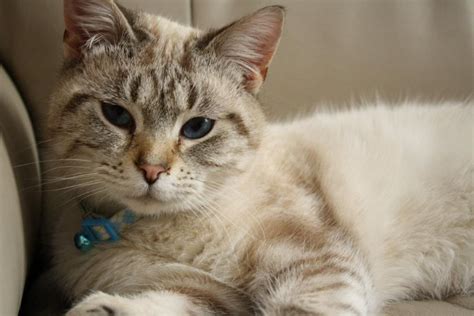 Siamese Mix Cat Breeds Dong Wentz