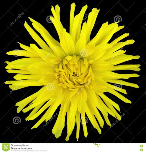 Flower Yellow On A Black Background Isolated With Clipping Path