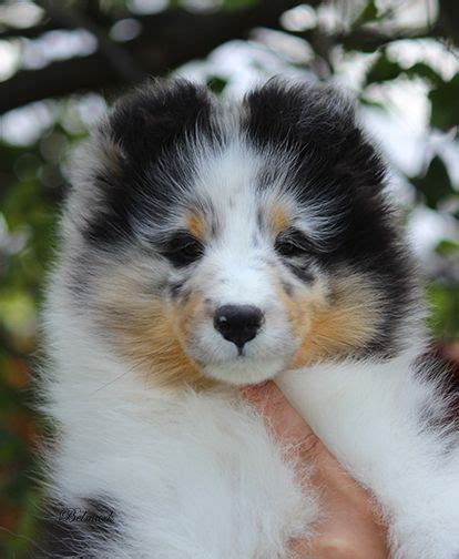 We have red noses, brindles, seals. Show/breeding dogs for sale | Sheep dog puppy, Dog breeds ...