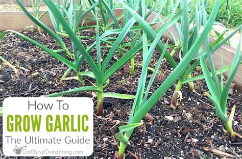 Growing garlic plants is almost ridiculously easy. How To Grow Garlic In Your Garden - Get Busy Gardening