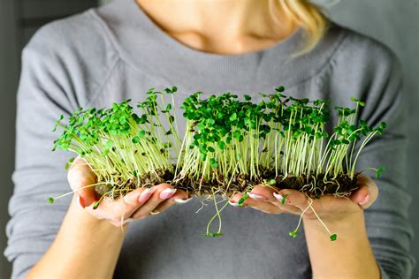 5 Ridiculously Easy Ideas For Growing Microgreens Indoors