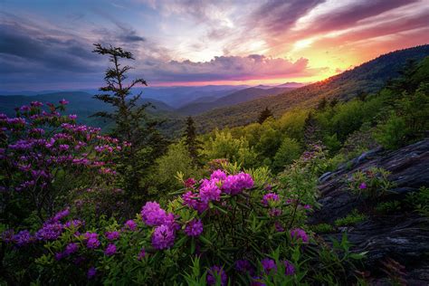 Glow On Rhododendrons In Blue Ridge Parkway 2278 Photograph By Jw