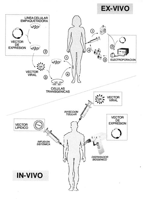 Tipos de terapia génica en humanos La terapia ex vivo requiere la Download Scientific Diagram