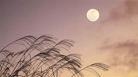 Japanese Moon Bing Wallpaper Download