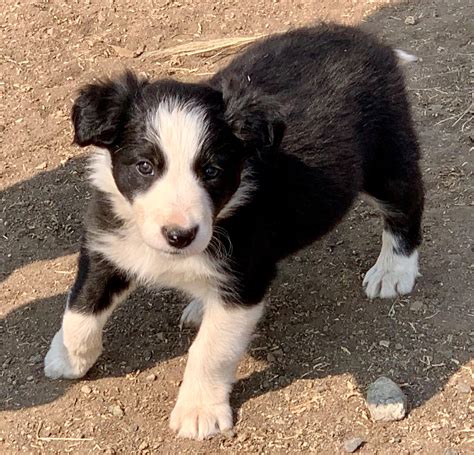 Border Collie Canine Breed Data Footage Traits And Information