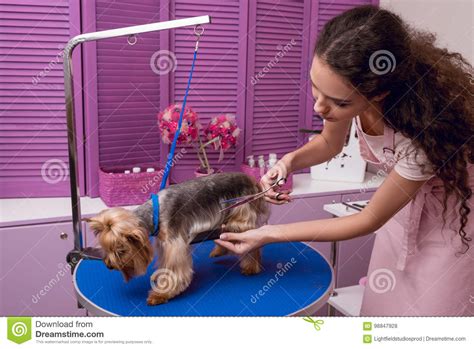 Professional Groomer Holding Comb And Scissors While Grooming Dog In