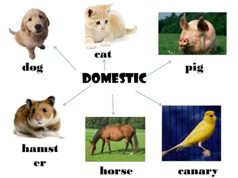 PLAY, LEARN AND GROW TOGETHER!: PETS/ DOMESTIC AND WILD ANIMALS