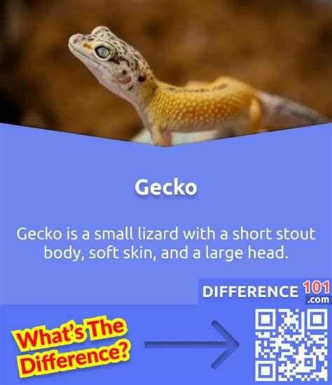 Gecko Vs Lizard 11 Key Differences Examples Pros And Cons Difference 101