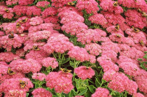 Long Flowering Perennials Zone 5 Zone 5 Gardens What Are The Best Plants For Zone 5
