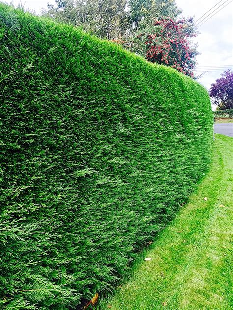 What Is A Fast Growing Evergreen Hedge - The best hedges for screening ...