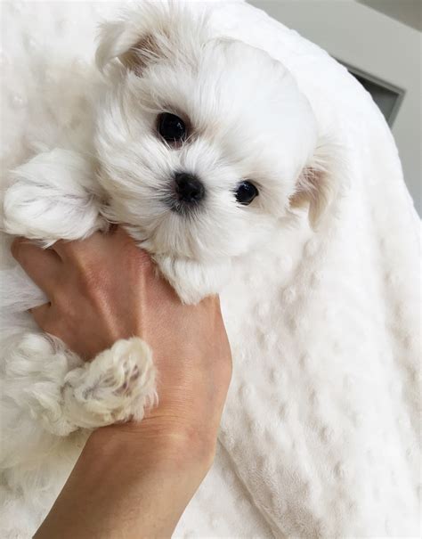 Find and save images from the teacup puppies ✨ collection by kissable gurl (xkissablegurlx) on we heart it, your everyday app to get lost in what you love. Teacup Maltese Puppy for sale! | iHeartTeacups
