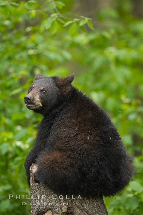 American Black Bear Ursus Americanus Orr Minnesota 18775