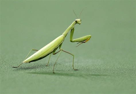 Drawing And Illustration Praying Mantis Art And Collectibles Pencil Pe