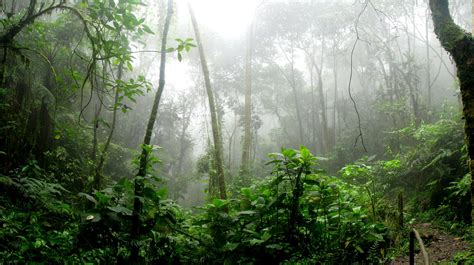 Rainforest During Foggy Day · Free Stock Photo
