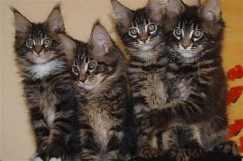 Maine Coon Kittens for sale for Sale in Los Angeles, California