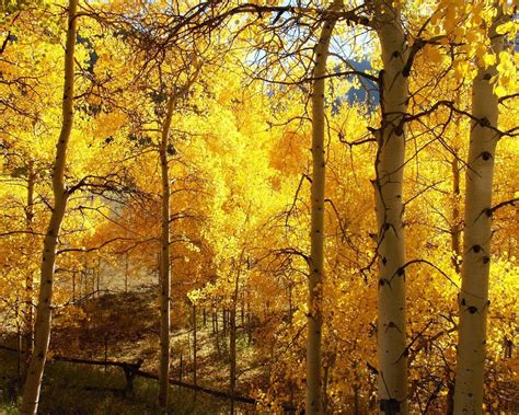 Free Download Fall Color Autumn Wallpapers 1280x1024 No20 Desktop