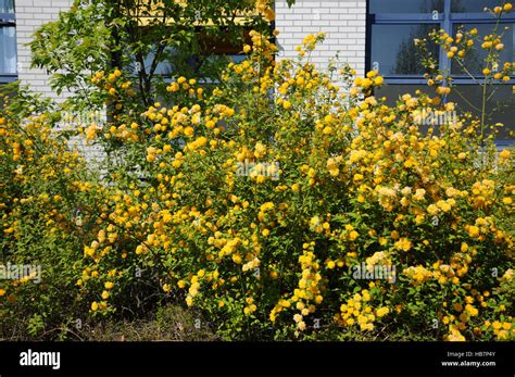 Kerria Japonica Pleniflora Stock Photo Alamy