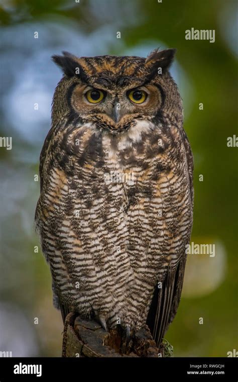 Great Horned Owl Bubo Virginianus Perched On Tree Limb In The