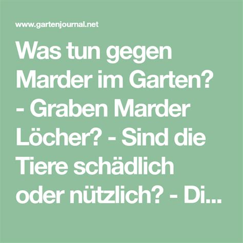 Ein selbst gegrabenes marderloch kann jedoch im garten sehr unschön aussehen. Was tun gegen Marder im Garten? - Graben Marder Löcher ...