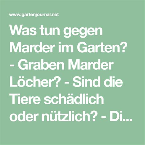 Katzen aus der nachbarschaft sind vielen gartenbesitzern ein ärgernis. Was tun gegen Marder im Garten? - Graben Marder Löcher ...