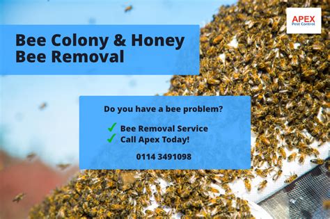 Honey Bee Removal Apex Pest Control