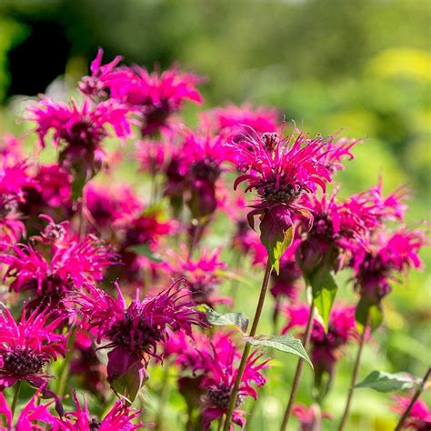 Mmm, i love the smell of bee balm. Bee Balm Height And Width