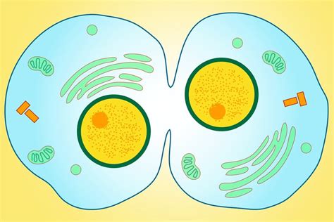 Cytokinesis Definition, Steps, and Significance