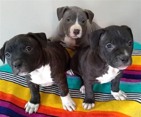 Pit bull sizes do vary, however, and so more important than actual weight and size is the dog's proportion. American Pit Bull Terrier Puppies For Sale | Jackson, MS ...
