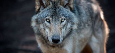 The Grey Wolf Our Changing Relationship With One Of Europes Predators