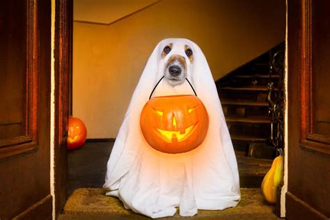 Bring Fido If You Dare To These Seven Dog Friendly Haunted Hotels