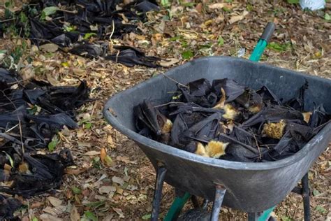 A Heat Wave In Australia Killed 23000 Spectacled Flying Foxes