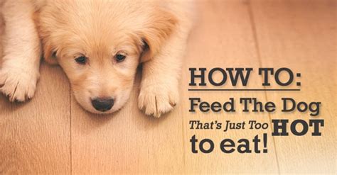First things first…we are informed that up to this point your puppy has been with his mother and his littermates in a sterile environment. "Hot Dog" Won't Eat?