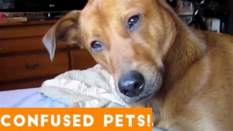 Funniest Confused Pets Compilation 2018 Funny Pet Videos Youtube