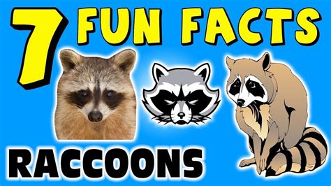 7 Fun Facts About Raccoons Facts For Kids Raccoon Paws Tree Learning