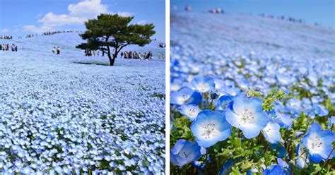 45 Million Blue Flowers Bloom Across Japanese Park Like A Field Of