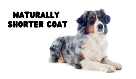 Short Haired Australian Shepherds Facts You Need To Know The Puppy Mag