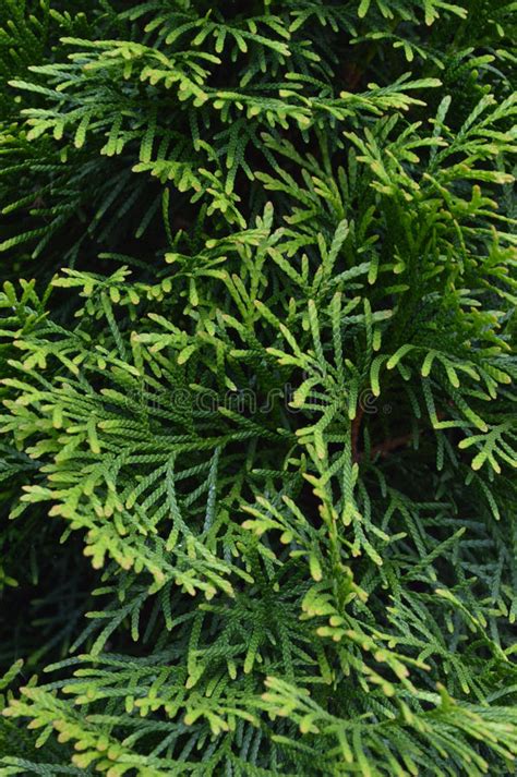 Arborvitae Close Up Leaves Vertical Stock Photo Image Of Evergreen