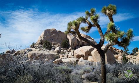 Situated in the center of 5 pristine acr Joshua Tree National Park, California - Vegan Voyagers