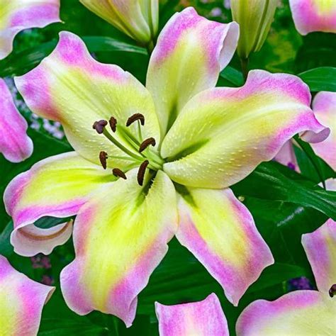 breck s 5 pack giant hybrid lily pretty woman bulbs 5 pack bulbs at