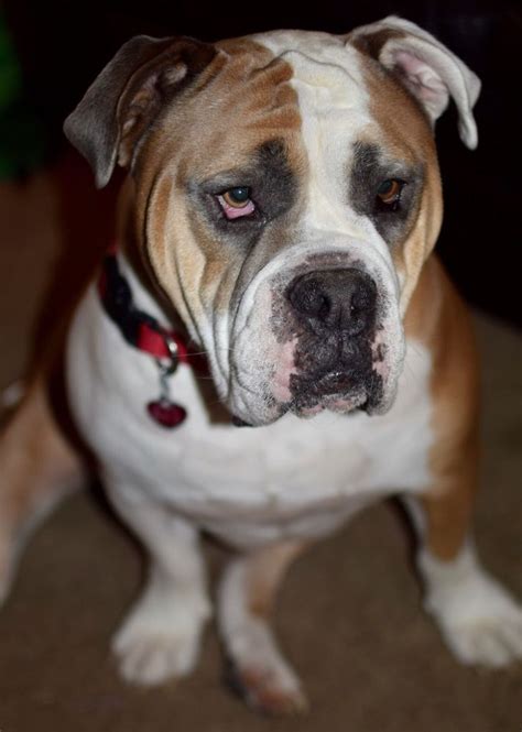 Dozens of animals rescued in skiatook. Big Bones Canine Rescue - 20 Photos & 33 Reviews - Pet ...