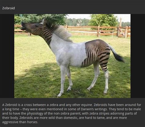 Real Animal Hybrids That Are Odd Combinations Of Two