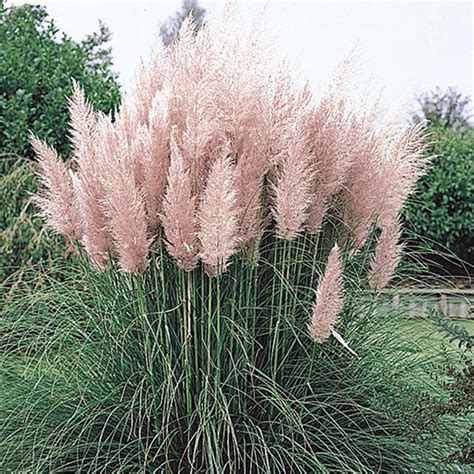 Pink pampas grass forms large and impressive clumps 5 to 7 feet high and wide with large, feathery pink plumes in late summer and persisting but planting & caring for pampas grass. Pin on Gardens