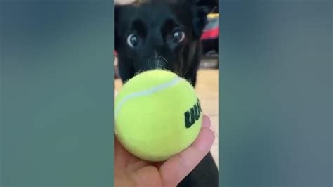 Dogs Love Tennis Balls 🎾🤣dog Funny Shorts Youtube
