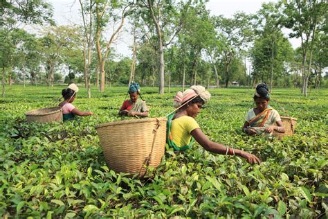 In Assams Tea Gardens A Silent Water Crisis Is Making Workers Ill