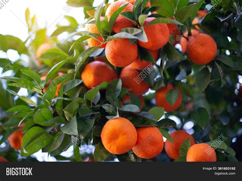 Orange Tree Ripe Image And Photo Free Trial Bigstock