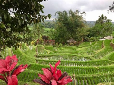 Guide To Ubud Rice Fields [and Around] The Famous Rice Terraces In Bali Indonesia Drifter Planet