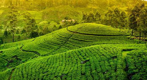 7 Best Places For Tea Plantation Trails In India Trawell Blog