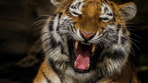 Wallpaper Tiger Muzzle Teeth Hd Widescreen High Definition