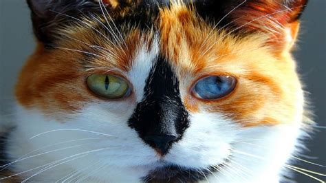 Amazing Calico Cat With Two Different Colored Eyes