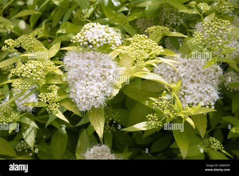 White Flowers Of Japanese Meadowsweet Or Japanese Spirea Spiraea